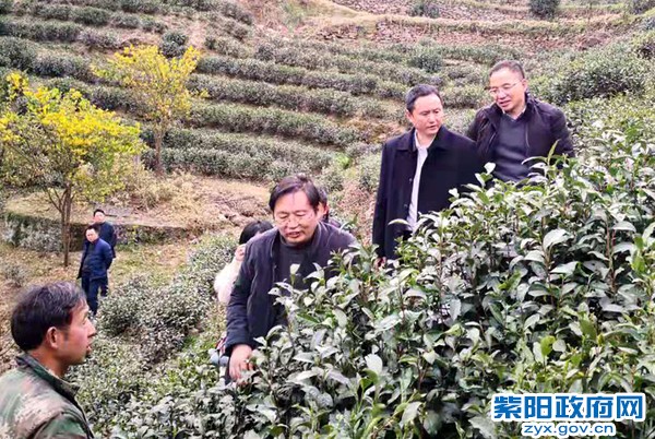 2月25日，中茶所专家团调研我县茶产业.jpg