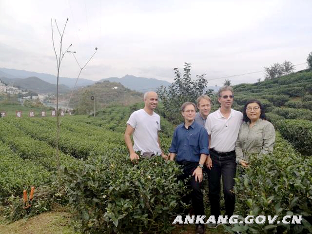 安康富硒茶引领全省茶叶出口，带动全市农业经济增长